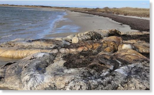 The remains of a North Atlantic right whale found this week on Nantucket, Mass.