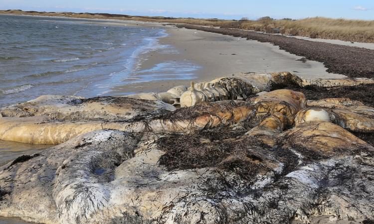 The remains of a North Atlantic right whale found this week on Nantucket, Mass.