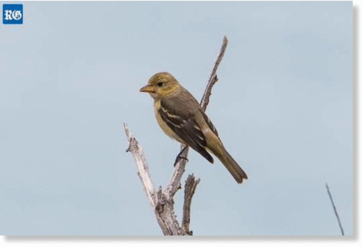 Ruling its roost: the first local photo of a Western Tanager