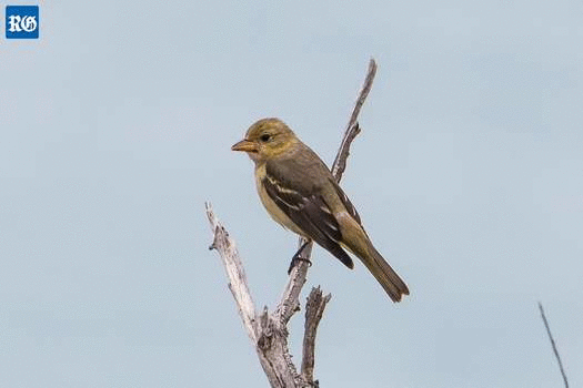 Ruling its roost: the first local photo of a Western Tanager