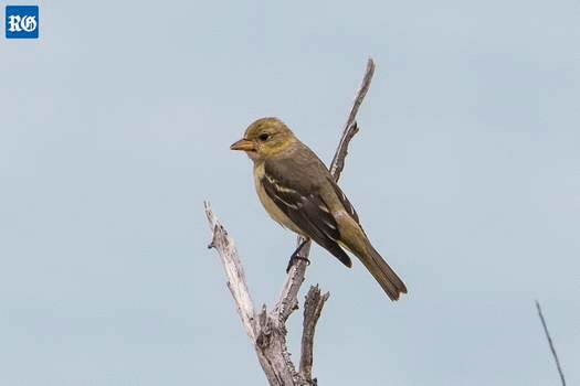 Click to enlarge Ruling its roost: the first local photo of a Western Tanager