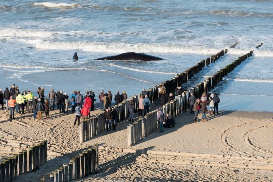 DEAD WHALE