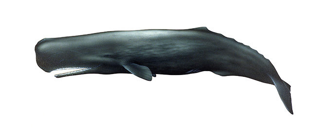 whale