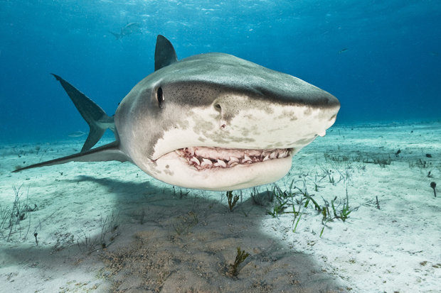 A tiger shark mauled a woman to death in Costa Rica