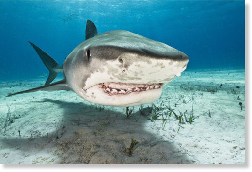 A tiger shark mauled a woman to death in Costa Rica