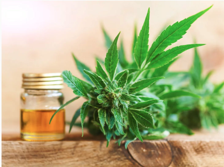 cannabis