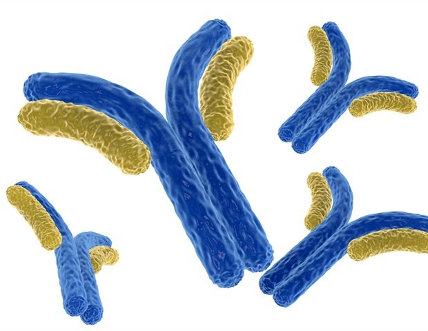 antibody