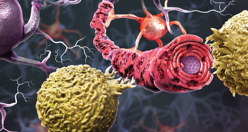 Click to enlarge nerve cells