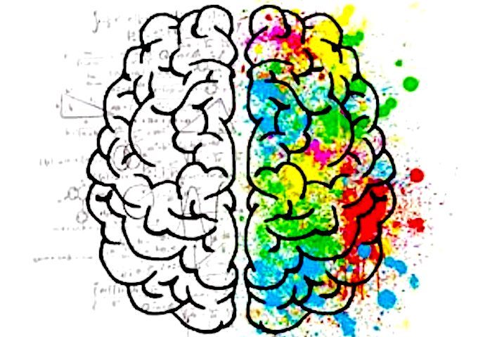 Click to enlarge brain halves