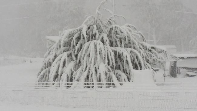 Click to enlarge Lyn Rootes captured the heavy snowfall from her shack at Wilburville in central Tasmania.