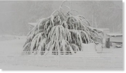 Click to enlarge Lyn Rootes captured the heavy snowfall from her shack at Wilburville in central Tasmania.