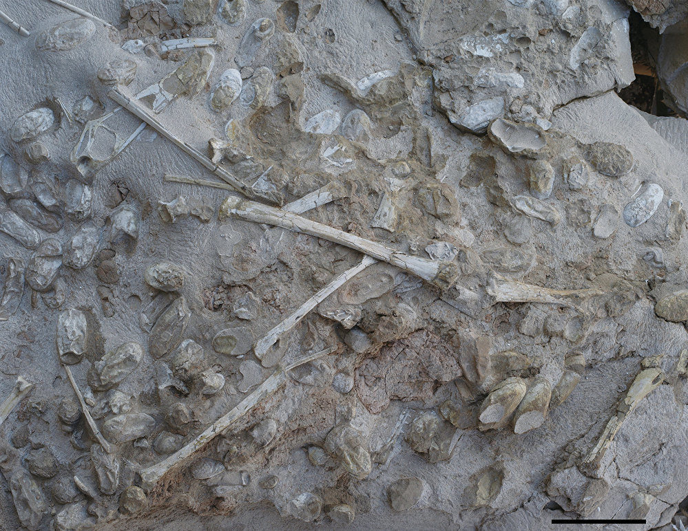 Click to enlarge pterosaur eggs fossil China