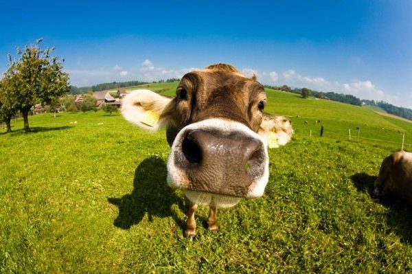Click to enlarge cow cute!