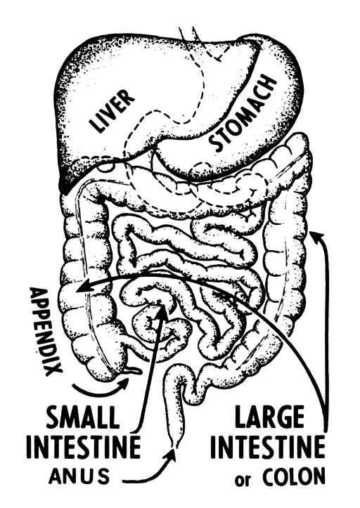 the gut intestive colon appendix liver stomach