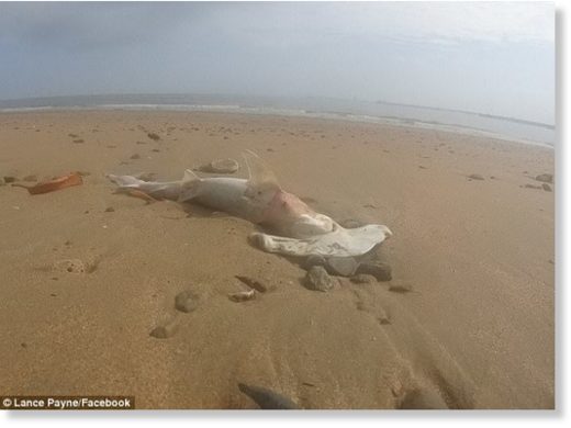 Click to enlarge Dozens of dead sharks have washed up on a North Queensland beach, with mystery surrounding how the animals died