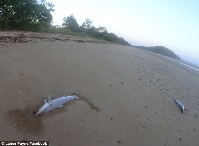 Click to enlarge His initial suspicious were that the sharks had been killed to be used in the Chinese delicacy shark fin soup