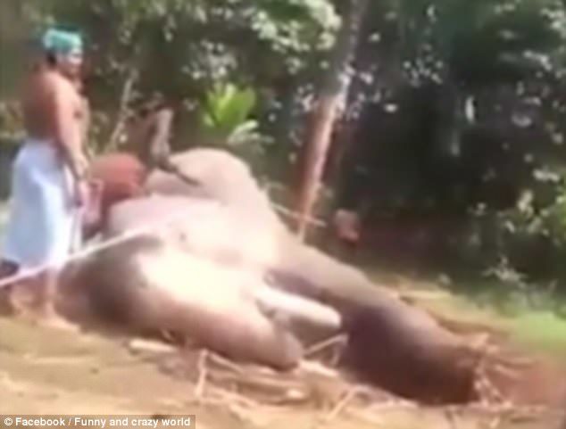 Click to enlarge elephant india animal abuse