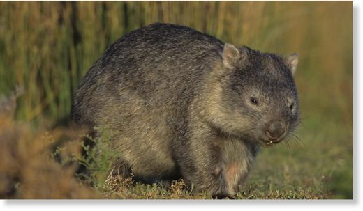 Click to enlarge A rogue Tasmanian wombat has had to be put down after one person was hospitalised from an attack.