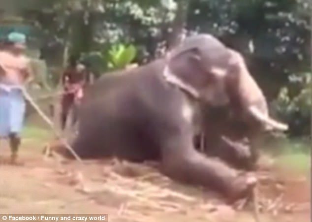 Click to enlarge elephant India animal abuse