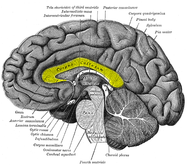 diagram Split Brain Surgery Corpus Callosum