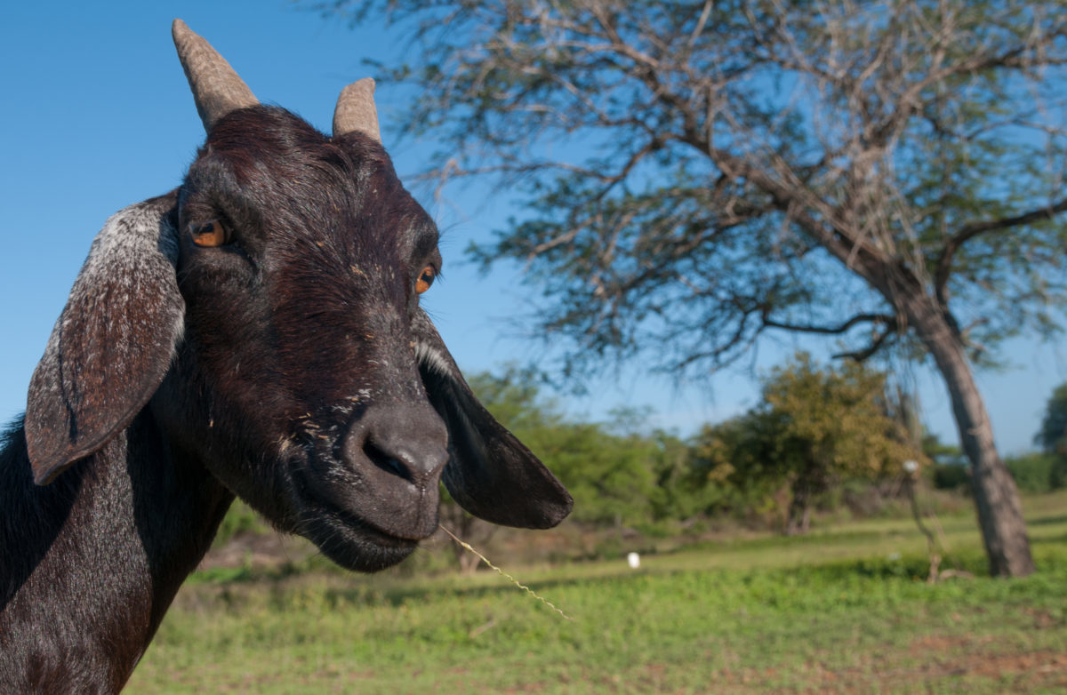 Click to enlarge black goat