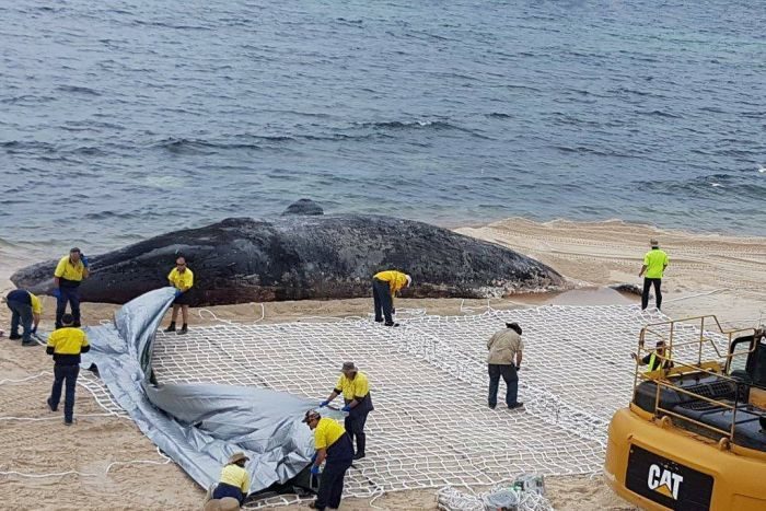 Council workers attempt to remove a whale carcass in Hopetoun.