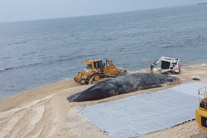 Workers managed to drag the huge carcass out of the water, before rolling it up in a tarpaulin.