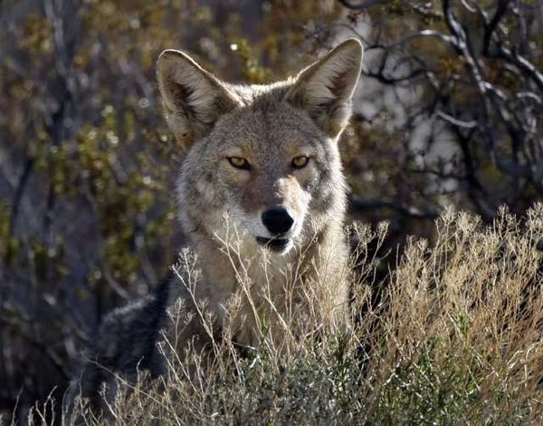 Click to enlarge Coyote