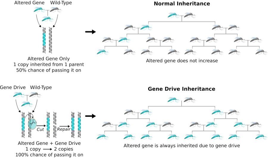gene drive