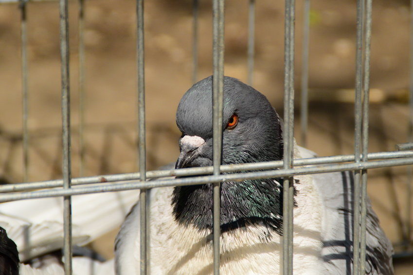 Pigeon