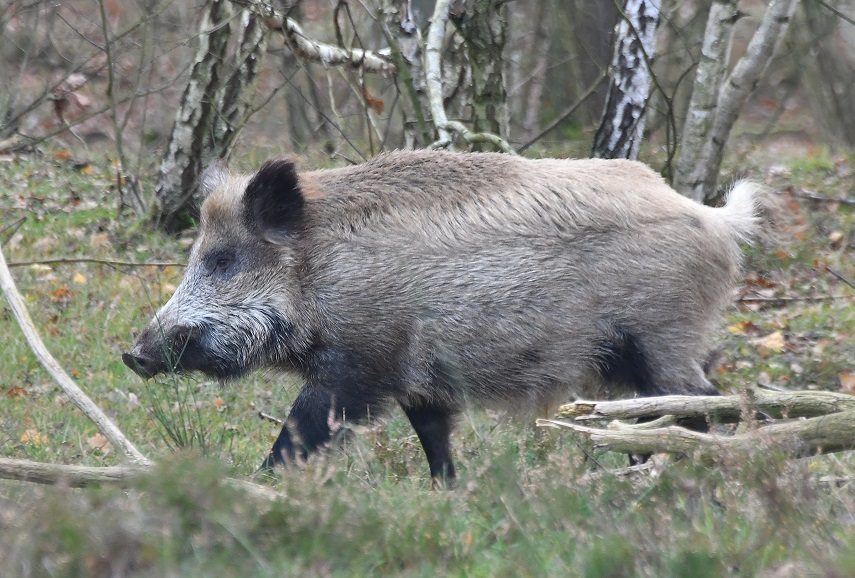 Wild Boar