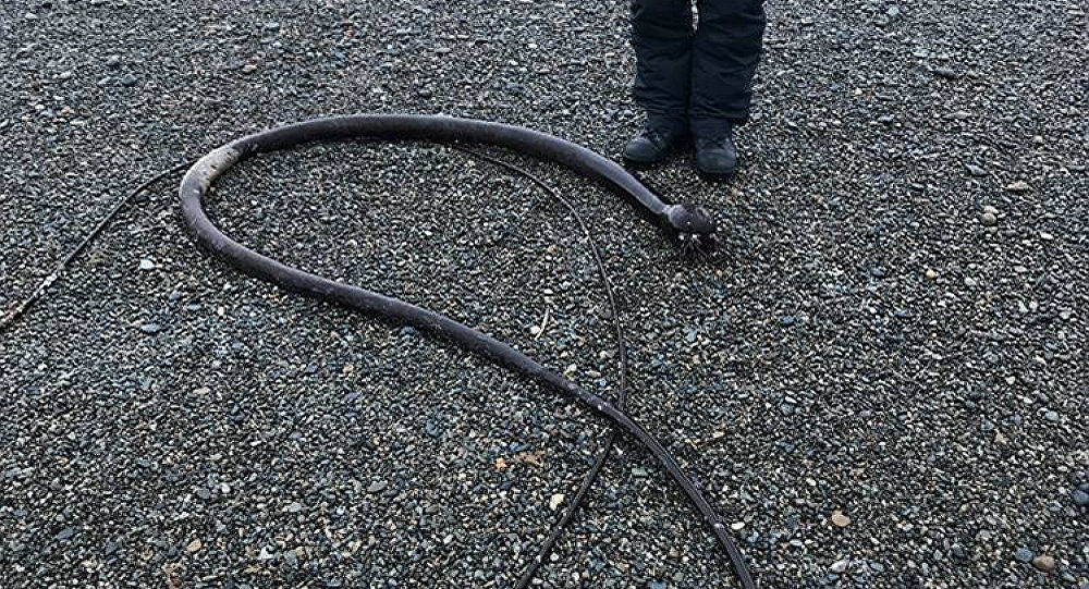 Click to enlarge Brown Algae