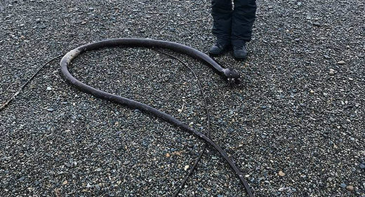 Brown snake-like algae washes up on Russian coast