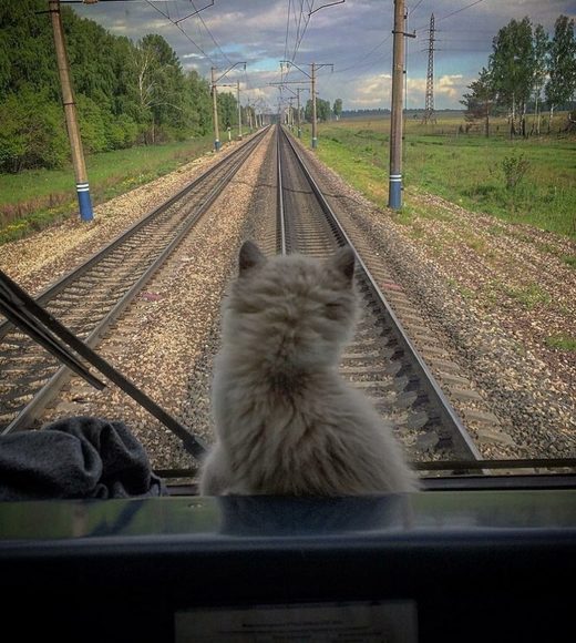 Click to enlarge Cat train travel