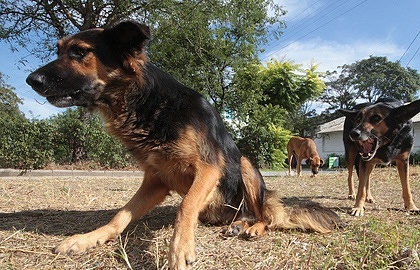 Click to enlarge dogs
