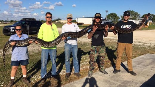 17-foot python that could 'pretty much kill any full-grown man' caught in Florida Everglades