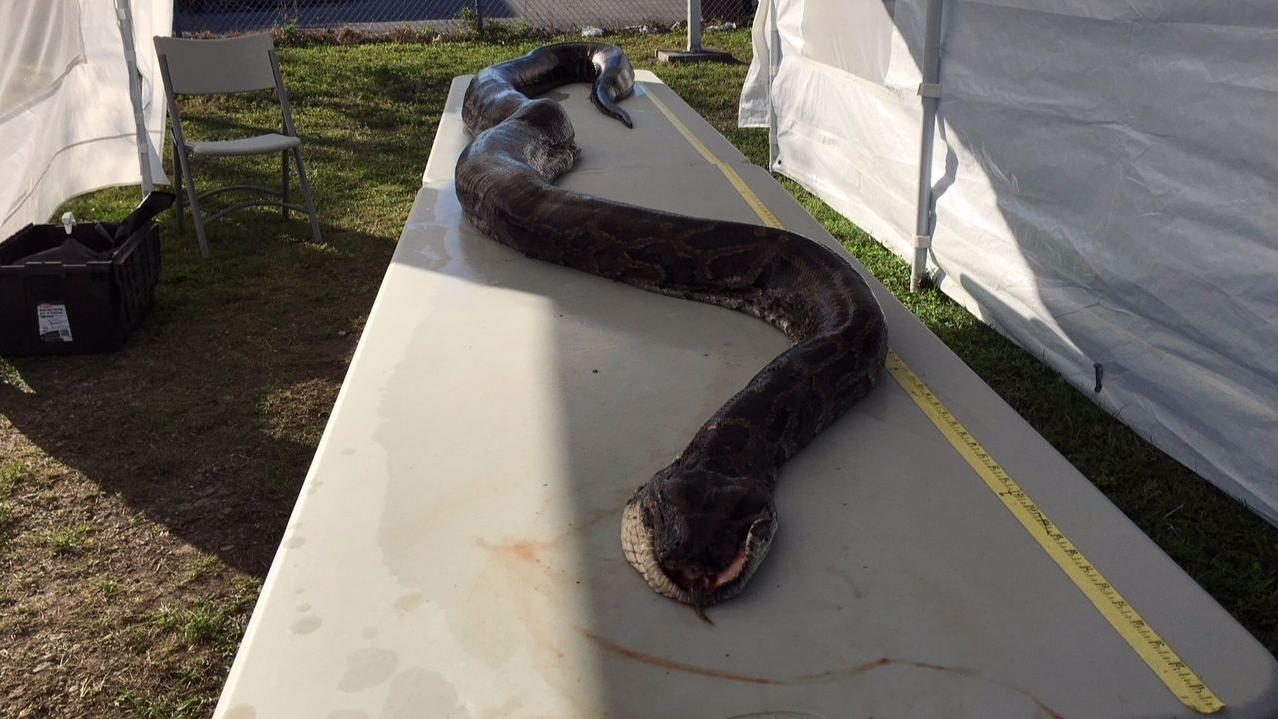 17 foot Burmese python