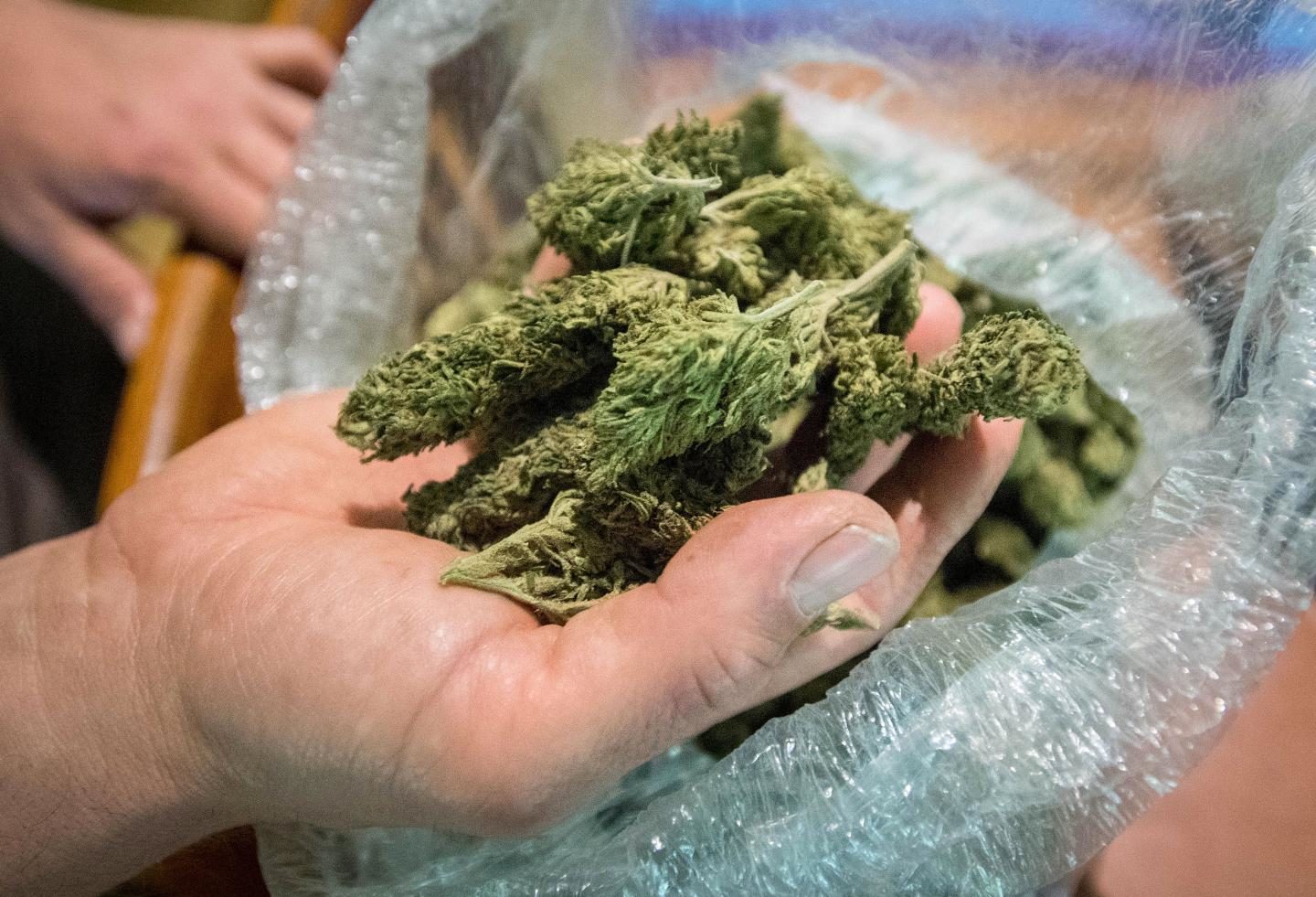 Click to enlarge cannabis marijuana