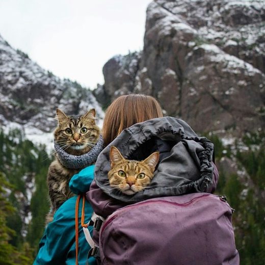 Click to enlarge Hiking with cats