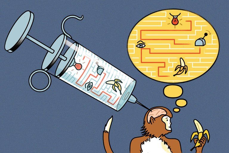 Click to enlarge Scientists ‘Inject’ Information Into Monkeys’ Brains