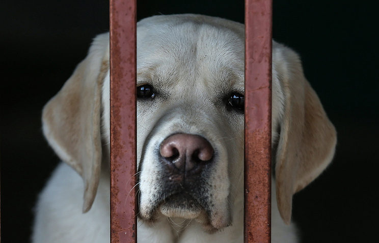 Click to enlarge animal cruelty