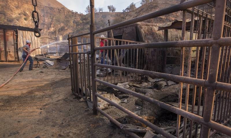 wildfires california horses die
