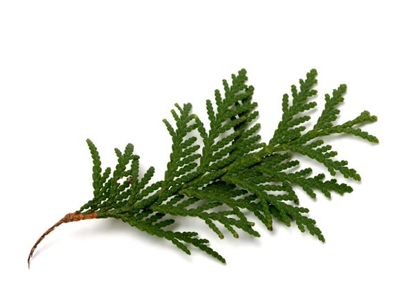 Click to enlarge cypress