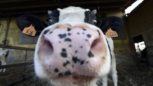 cows