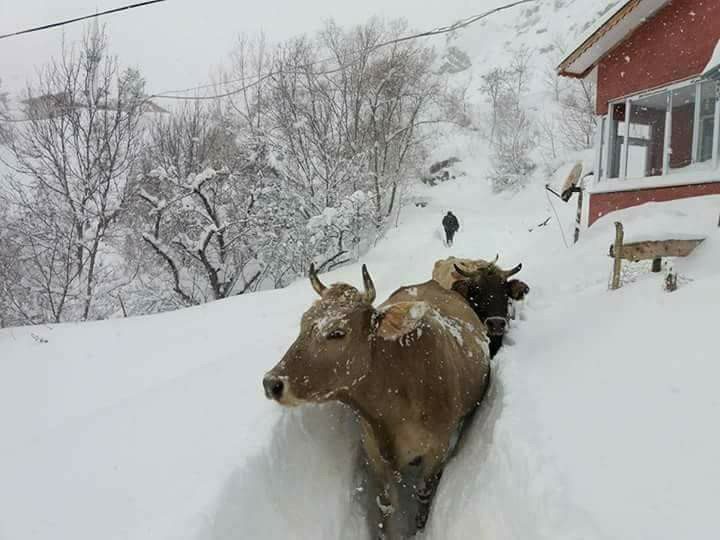 Click to enlarge More than 1 meter of snow in Artvin, Turkey on December 8 2017