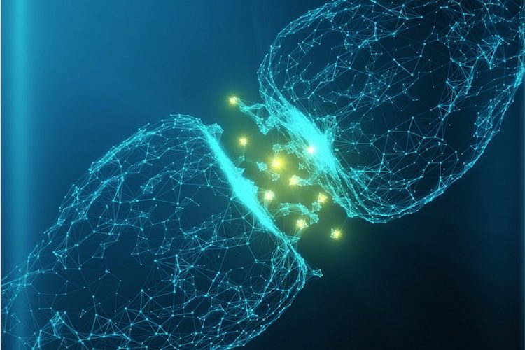 neuron synapses