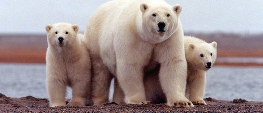 arctic polar bear