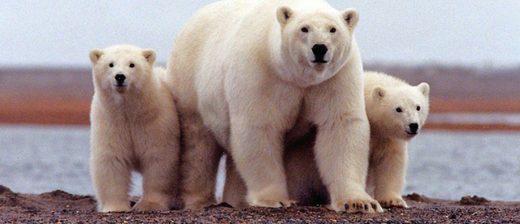 Click to enlarge arctic polar bear