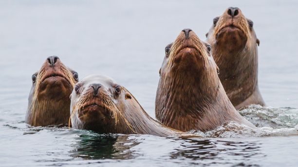 sea lions
