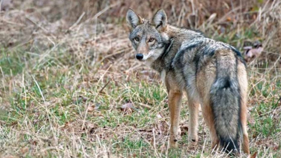 coywolf